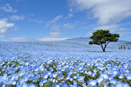 常陸海濱公園　粉蝶花之丘（歷年的賞花時期為4月下旬～5月中旬）