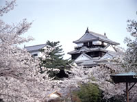 在松山，櫻花綻放多在三月下旬至四月上旬左右